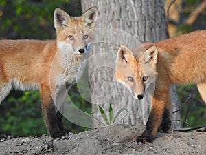 Two young fox kits near to their den