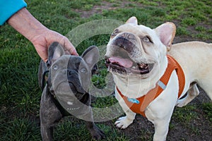 Two Young French Bulldogs, one Grey, One White, pause at a Dog r