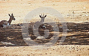 Two young gazelles rest in the shade from the hot sun.