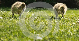 Two young geese with fluffy feathers waddle over the green grass photo