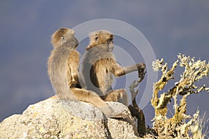 Two young Gelada Baboons sitting on a rock