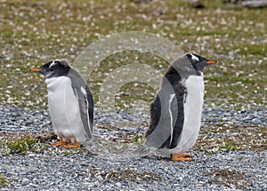 Two young gentoo penguins on an island in the Beagle Channel, Ushuaia, Argentina