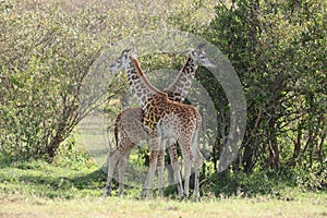 Two young giraffes standing in the african savannah.