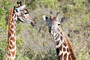 Two young Giraffes, cute giraffe calfes in Tanzania, Africa