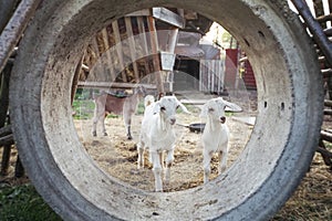 Two young goat kids playing in concrete tube on a farm.