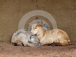 Two young goats cheek to cheek