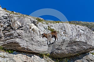 Two young goats play fight