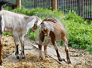 Two young goats playing and butting heads photo