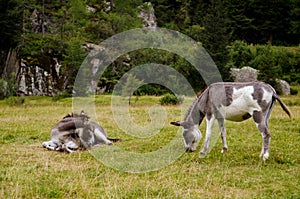 Two young gray donkeys roll, graze and twirl on green meadow of the Italian Alps
