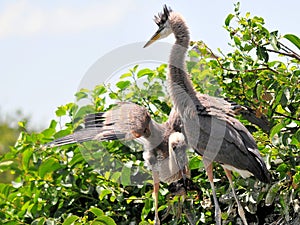 Two young great blue heron birds in nest