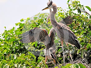 Two young great blue herons, and little bird