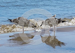 Two young gulls eat fish on the seashore