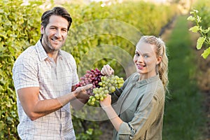 Two young happy vintners holding grapes photo