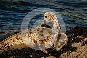 Two young harbor seals lying on a rock