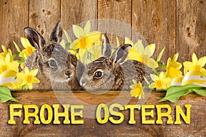 Two young hare sitting between daffodils