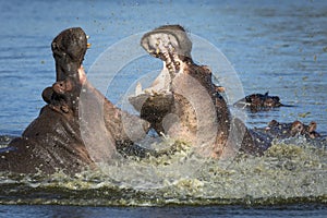 Two young hippo bulls fighting in water splashing on a sunny day in Kruger Park South Africa