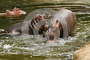 Two young hippo's playing in the water