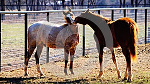 Two young horse colts nipping at eachother in a pasture. photo