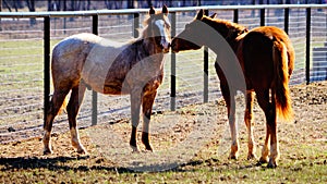 Two young horse colts standing in a pasture.