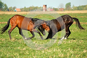 Two young Horses fighting