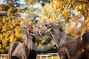 Two young horses fighting and bite each other