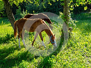 Two young horses graze in the meadow under the trees, their heads bowed down. The shadow of the trees falls on the animals.