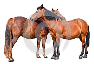 Two young horses isolated on white background.
