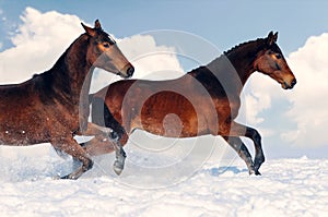 Two young horses playing on the snow field