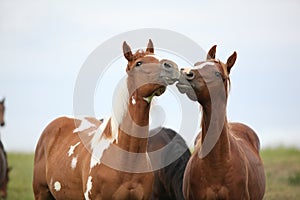 Two young horses playing together on pasturage