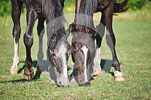 Two young horses with white stripes on their muzzles graze in the pasture