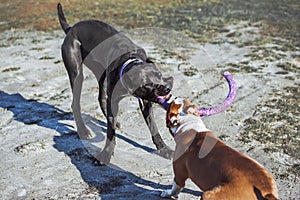 Two young hounds cane corso and an American Staffordshire terrier play with a toy on the street