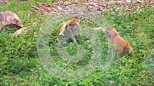 Two young hussar monkeys playing in grass in aviary of zoo.