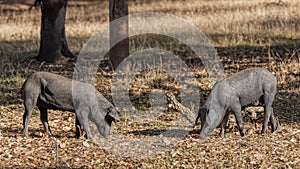 Two young Iberian pigs eating acorns on the farm