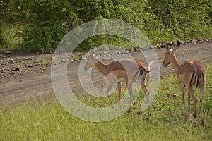 Two young Impala antelope walking next to a road at the Kruger National Park,South Africa.