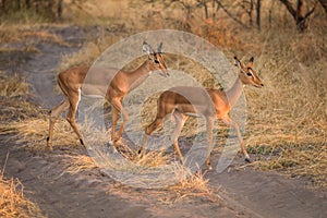 Two young impala walking across sandy track