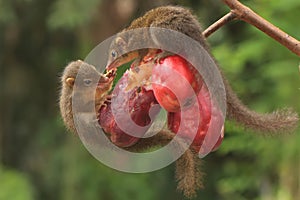 Two young Javan treeshrews eating a pink Malay apple.