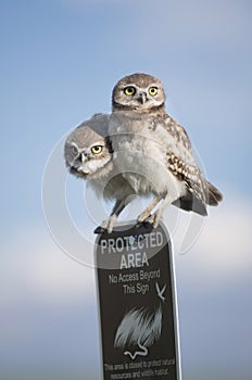 Two young juvenile burrowing owls perched atop a protected area sign