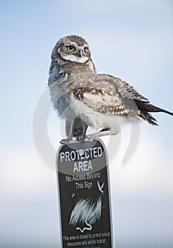 Two young juvenile burrowing owls perched atop a protected area sign