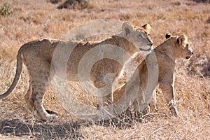 Two young juvenile male lions watching prey