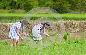 Two young Karen tribe lady grow rice in rice field