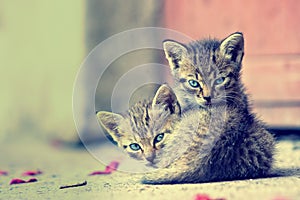 Two young kittens