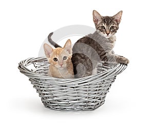Two Young Kittens in a Basket