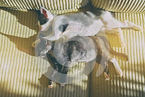 Two young kittens sleeping on sofa