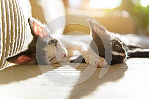 Two young kittens sleeping on sofa