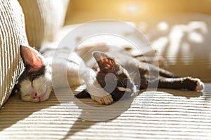 Two young kittens sleeping on sofa