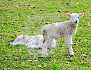 Two young lambs
