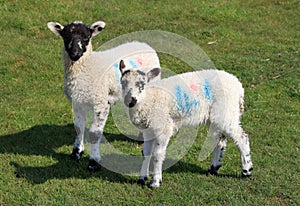 Two young lambs in field.