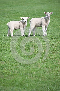 Two young lambs in field