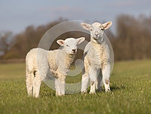 Two young lambs in a field looking to camera. UK