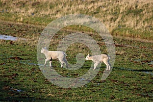 Two young lambs in a field in sunlight in winter